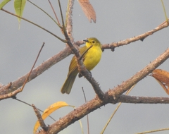 Iole indica