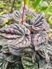 Peperomia caperata