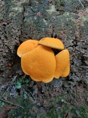 Aureoboletus auriflammeus