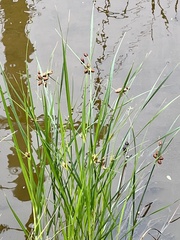 Bolboschoenus robustus