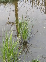 Bolboschoenus robustus