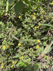 Stylosanthes viscosa