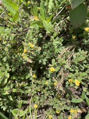 Stylosanthes viscosa