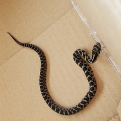 Pantherophis ramspotti