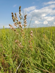 Lespedeza leptostachya