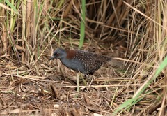 Laterallus jamaicensis