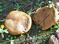 Suillus mediterraneensis