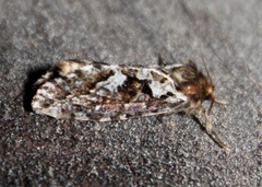 Korscheltellus gracilis