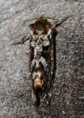 Korscheltellus gracilis