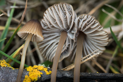 Mycena olivaceomarginata