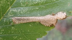 Phyllonorycter tristrigella