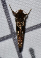 Korscheltellus gracilis