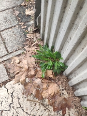 Crepis sancta