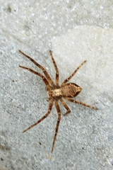 Philodromus aureolus