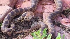 Pantherophis ramspotti