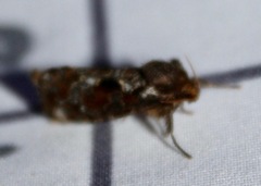 Korscheltellus gracilis