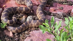 Pantherophis ramspotti