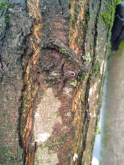 Exochomus quadripustulatus