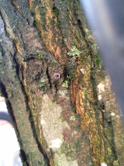 Exochomus quadripustulatus