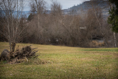 Mycena olivaceomarginata