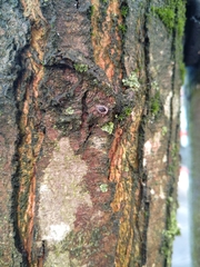 Exochomus quadripustulatus