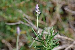 Lavandula dentata