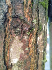 Exochomus quadripustulatus