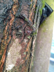 Exochomus quadripustulatus