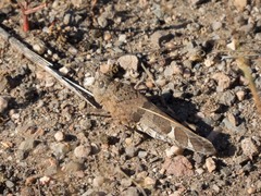 Leprus