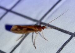 Platycentropus radiatus