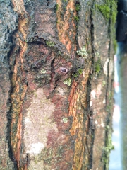 Exochomus quadripustulatus