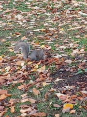 Sciurus carolinensis
