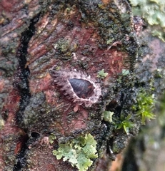 Exochomus quadripustulatus