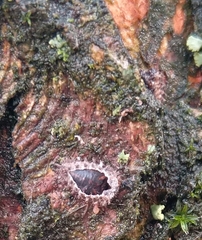 Exochomus quadripustulatus