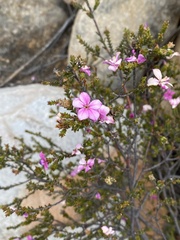 Acmadenia tetragona