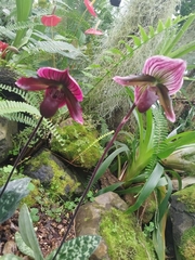 Paphiopedilum