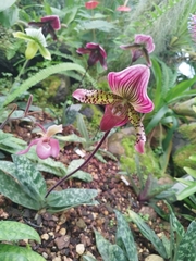 Paphiopedilum