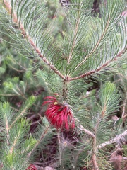 Melaleuca quadrifida