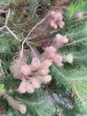 Melaleuca quadrifida