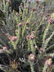 Leucospermum wittebergense