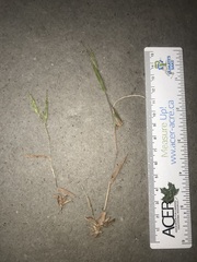 Dichanthelium lanuginosum