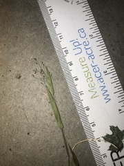 Dichanthelium lanuginosum