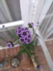 Verbena bonariensis
