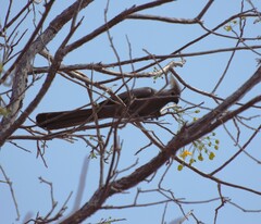 Corythaixoides concolor