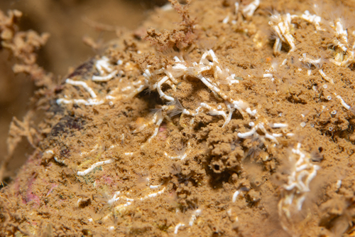 Photo of Filigree tubeworm (Filograna implexa)