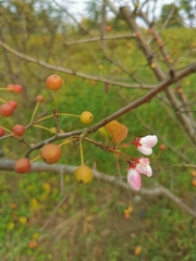 Malus halliana