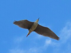 Nycticorax nycticorax nycticorax