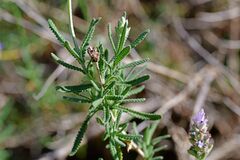 Lavandula dentata