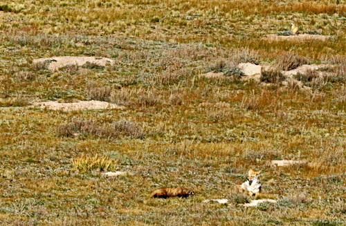 American Badger photographed in New Mexico