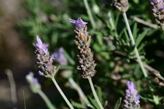Lavandula dentata
